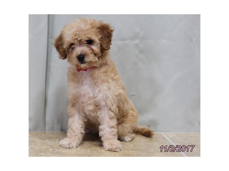 Goldendoodle Mini 2nd Gen-DOG-Female-Golden-1940235-My Next Puppy