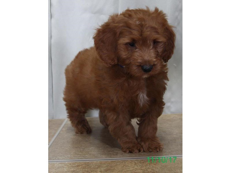 Goldendoodle Mini-DOG-Male-Red-1945020-My Next Puppy