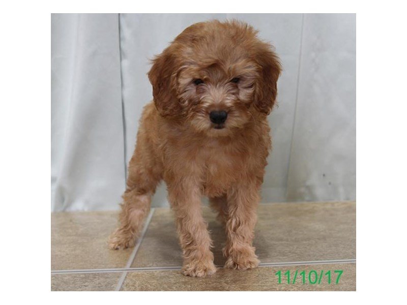 Goldendoodle Mini-DOG-Female-Red-1945022-My Next Puppy