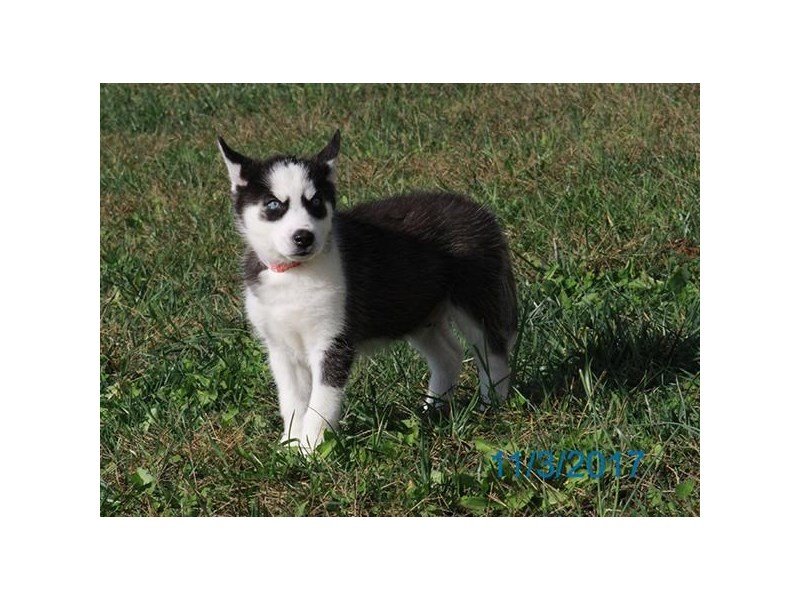 Siberian Husky-DOG-Male-blk & wh-1928438-My Next Puppy