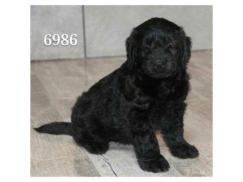 Goldendoodle Mini-DOG-Female-blk-1937380-My Next Puppy