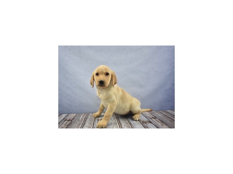 Labrador Retriever-DOG-Female-Yellow-1945537-My Next Puppy