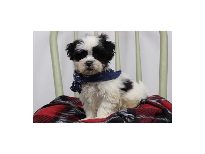 Shih Tzu/Bichon-DOG-Male-Black / White-1946613-My Next Puppy