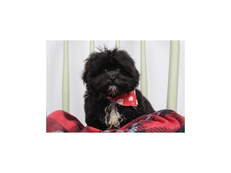 Shih Tzu/Bichon-DOG-Male-Black-1946615-My Next Puppy