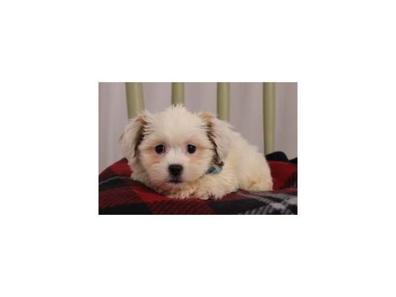 Shih Tzu/Bichon-DOG-Male-Brindle / White-1946616-My Next Puppy