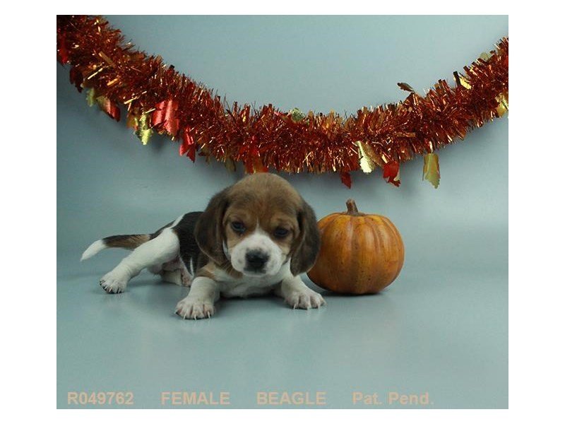 Beagle-DOG-Female-BLK TN & WH-1949598-My Next Puppy
