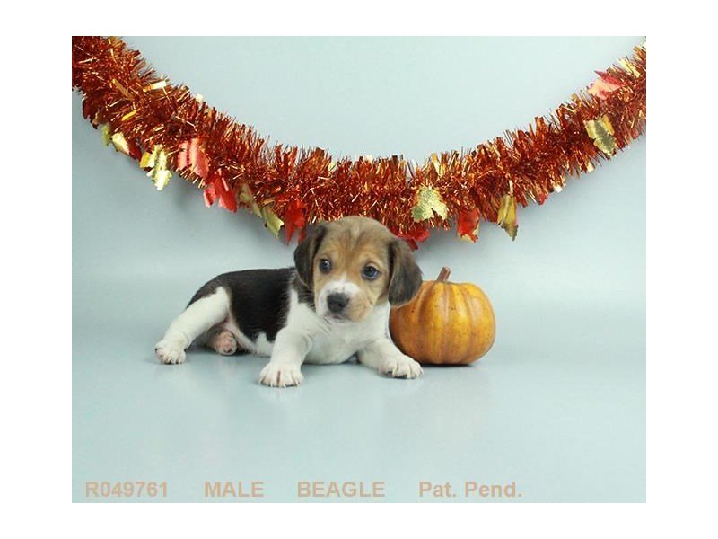 Beagle-DOG-Male-BLK TN & WH-1949600-My Next Puppy