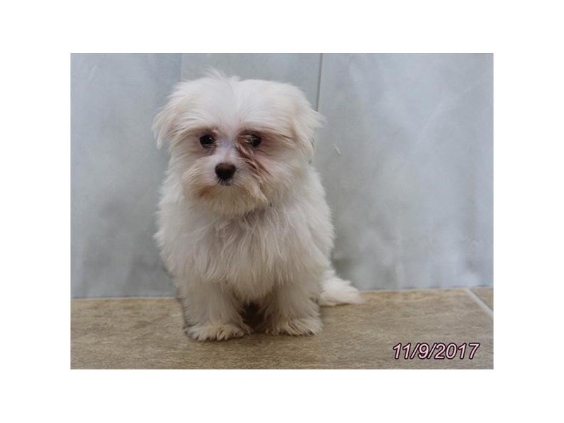 Maltese-DOG-Male-White-1949942-My Next Puppy