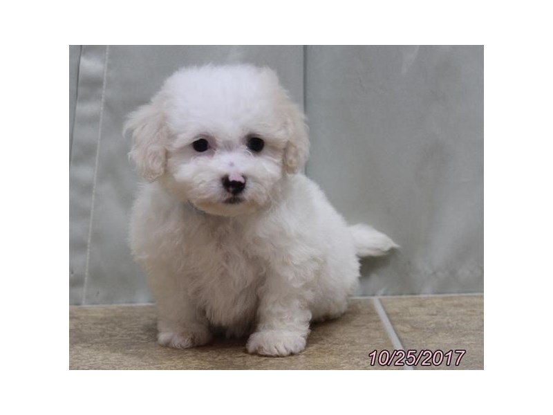 Bichon Frise-DOG-Male-White-1949944-My Next Puppy