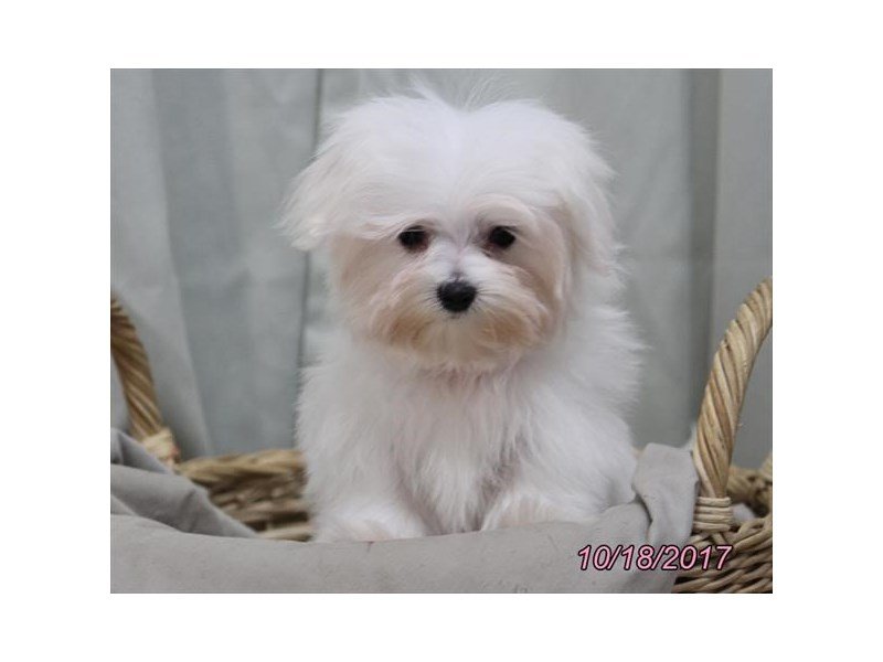 Maltese-DOG-Female-White-1921193-My Next Puppy