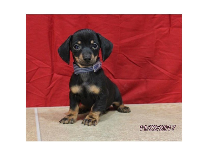 Dachshund-DOG-Male-Black / Tan-1952940-My Next Puppy