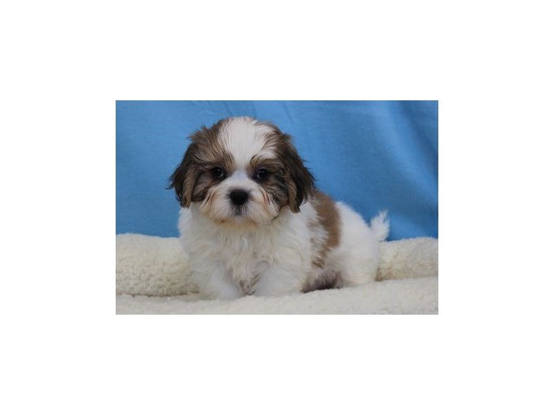 Shih Tzu/Bichon-DOG-Male-Brindle / White-1957844-My Next Puppy