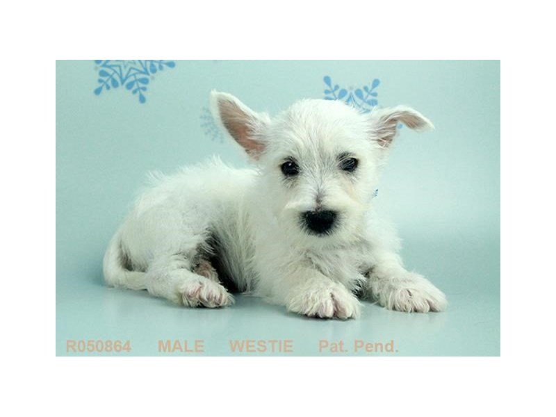 West Highland Wh Tr-DOG-Male-WH-1962582-My Next Puppy