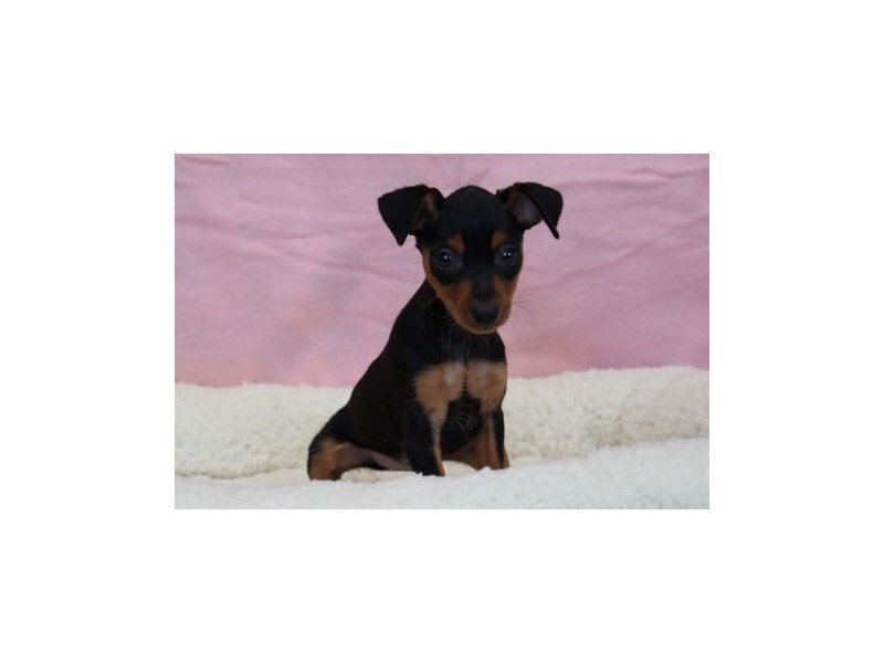 Miniature Pinscher-DOG-Female-Black / Tan-1963203-My Next Puppy