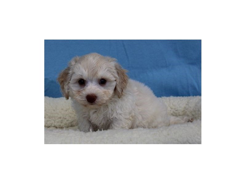 Havanese/Poodle-DOG-Male-Apricot-1963225-My Next Puppy