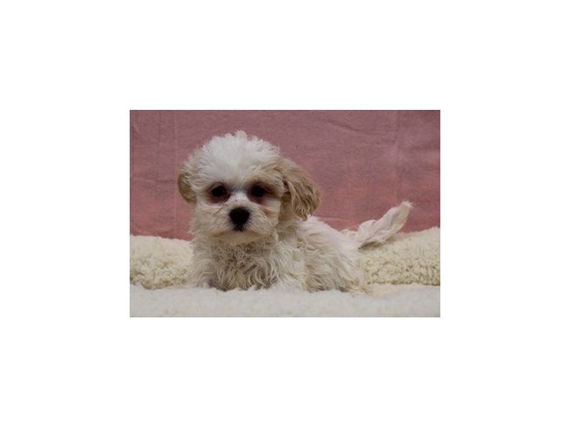Shih Tzu/Poodle-DOG-Female-Cream / White-1968981-My Next Puppy