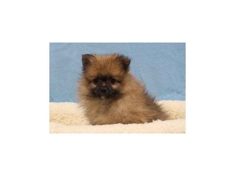 Pomeranian-DOG-Male-Sable-1969005-My Next Puppy