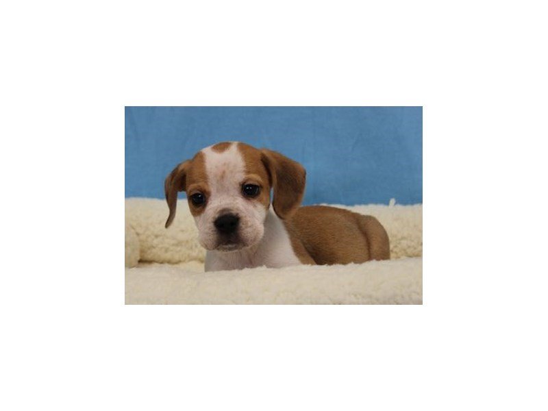 Bulldog/Beagle-Male-Fawn / White-1969008-My Next Puppy