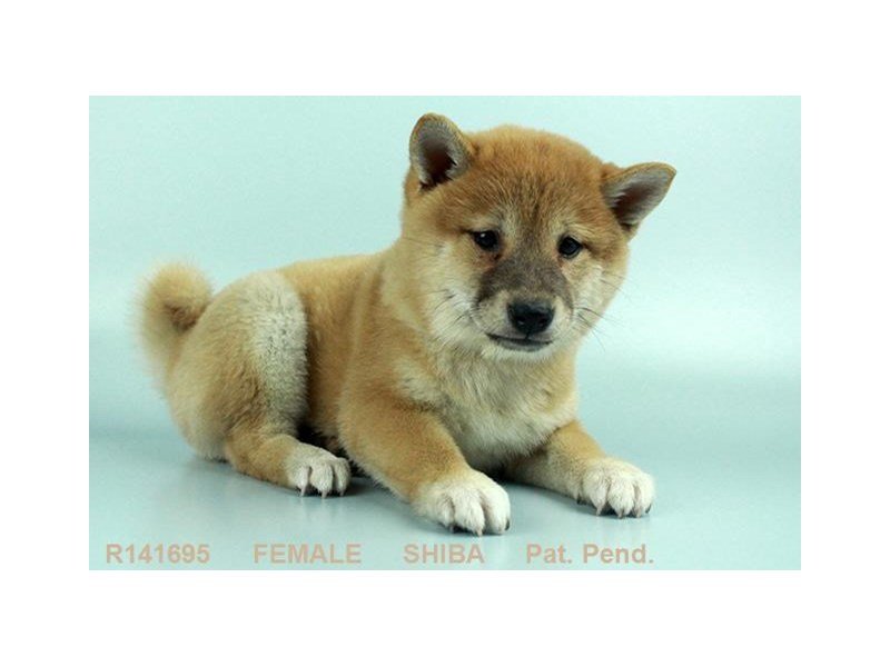 Shiba Inu-DOG-Female-RD:WH MKGS-1973248-My Next Puppy