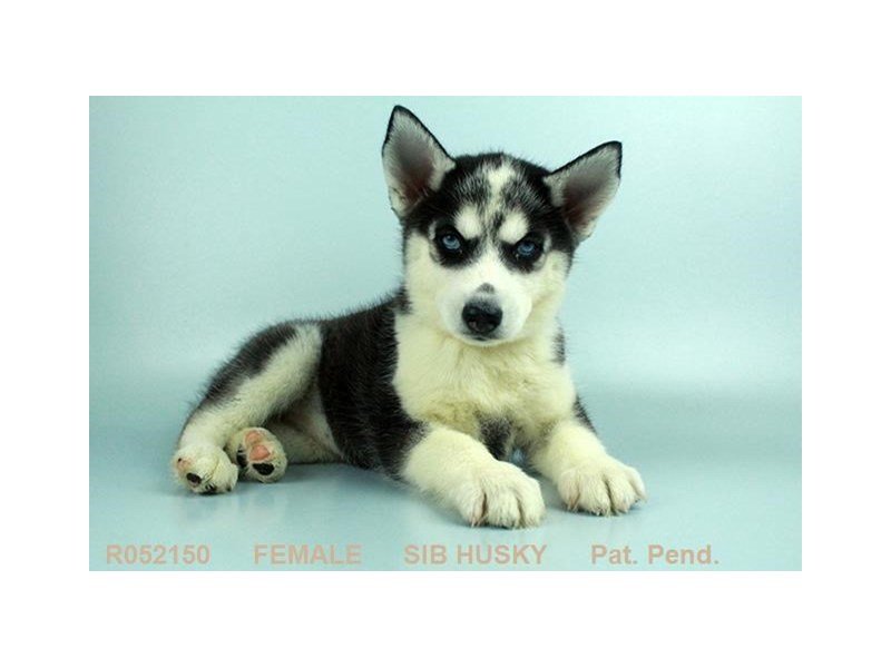 Siberian Husky-DOG-Female-BLK & WH-1973249-My Next Puppy