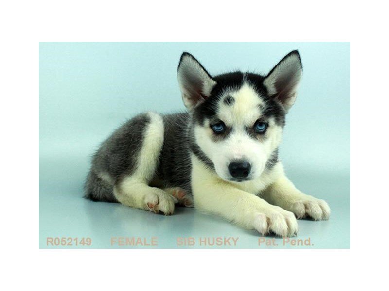 Siberian Husky-DOG-Female-BLK & WH-1973250-My Next Puppy