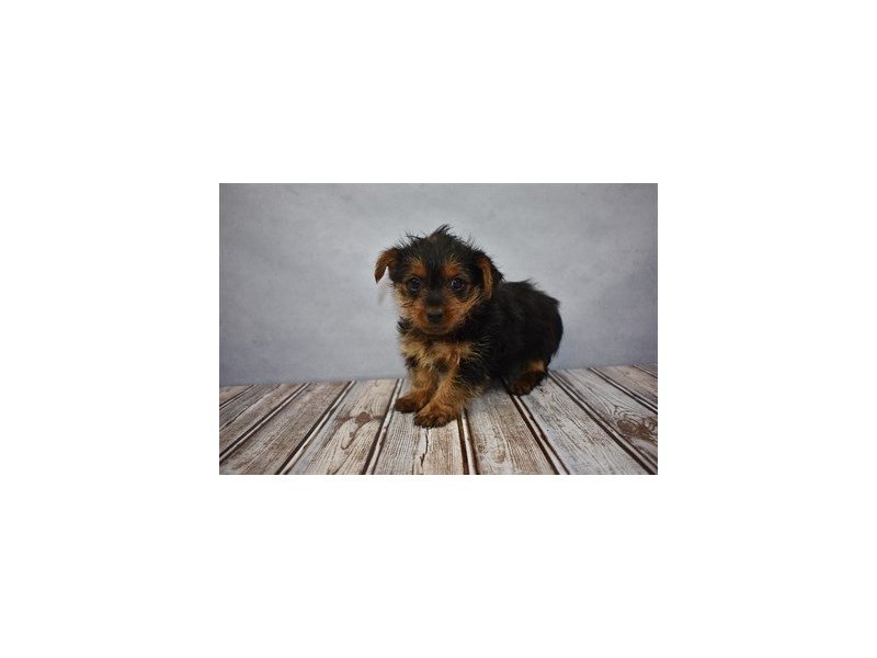 Yorkshire Terrier-DOG-Female-Black and Tan-1930793-My Next Puppy