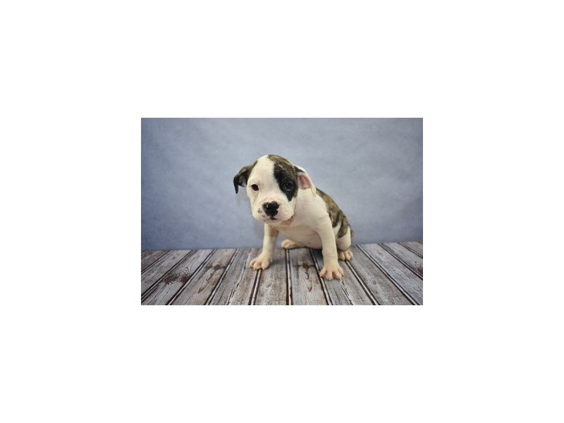 Old English Bulldog-DOG-Female-Fawn Brindle and White-1930936-My Next Puppy