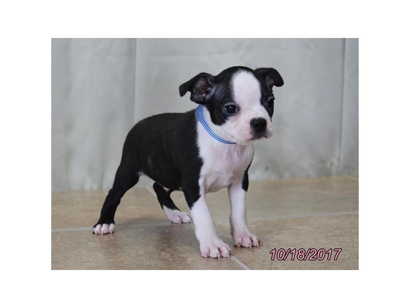 Boston Terrier-DOG-Male-Black / White-1932490-My Next Puppy
