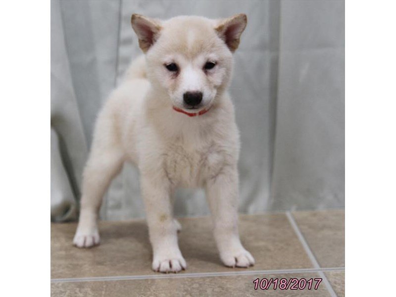 Shiba Inu-DOG-Female-Cream-1935184-My Next Puppy