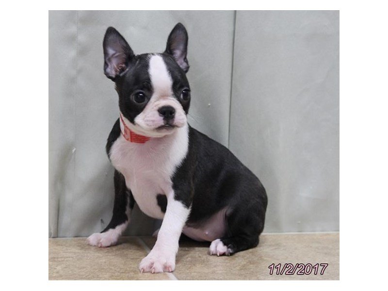 Boston Terrier-DOG-Female-Black Brindle / White-1940238-My Next Puppy