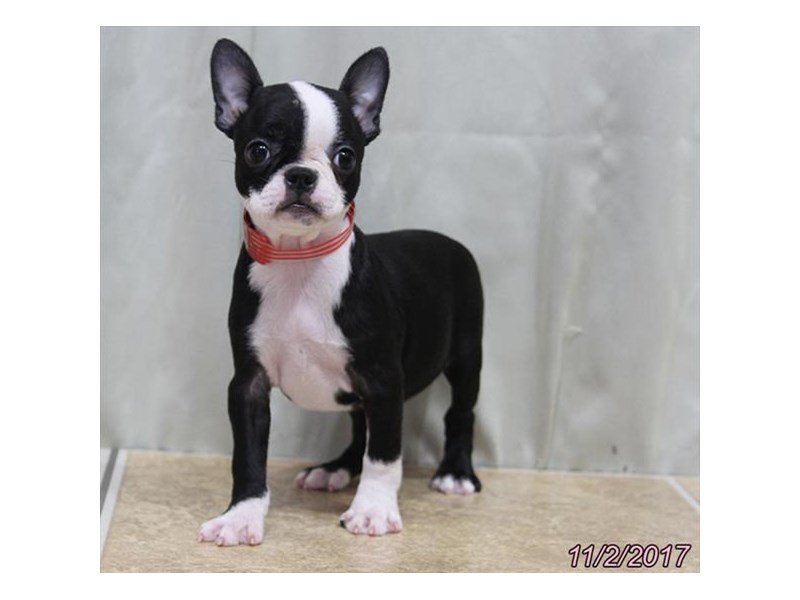 Boston Terrier-DOG-Female-Black / White-1940239-My Next Puppy