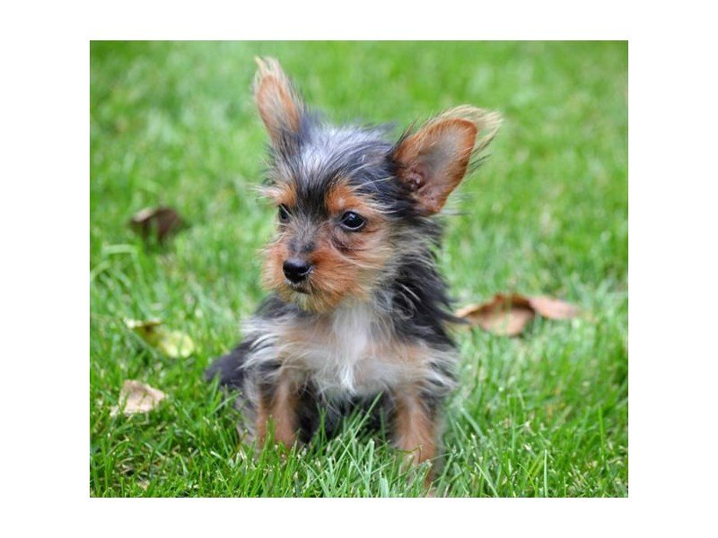 Yorkshire Terrier-DOG-Male-Black / Tan-1945019-My Next Puppy