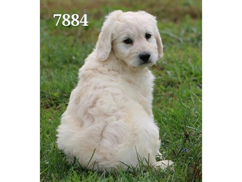 Goldendoodle 2nd Gen-DOG-Male-cr-1933284-My Next Puppy