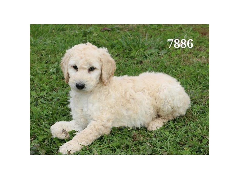 Goldendoodle 2nd Gen-DOG-Male-cr-1933289-My Next Puppy