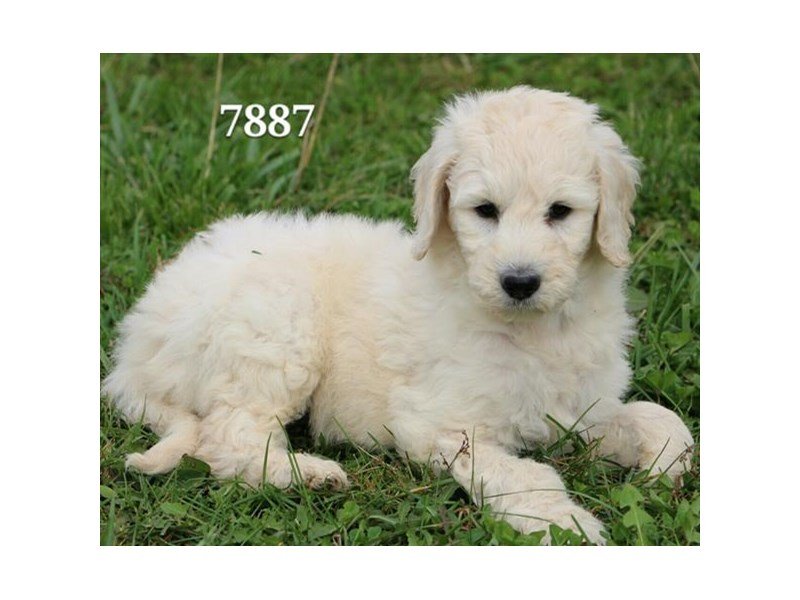 Goldendoodle 2nd Gen-DOG-Male-cr-1933290-My Next Puppy