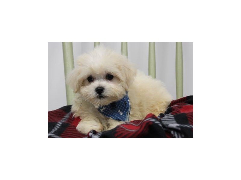 Shih Tzu/Bichon-DOG-Male-Cream / White-1946614-My Next Puppy