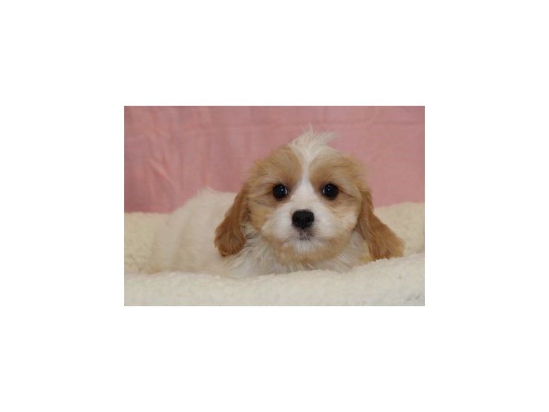 Cavalier King/Bichon-Female-White / Apricot-1952958-My Next Puppy