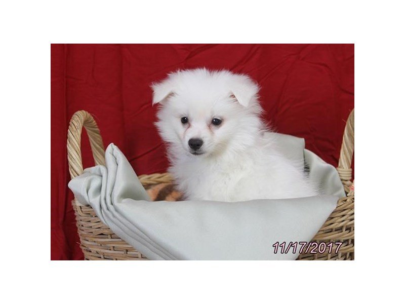 American Eskimo Dog-DOG-Male-White-1952960-My Next Puppy