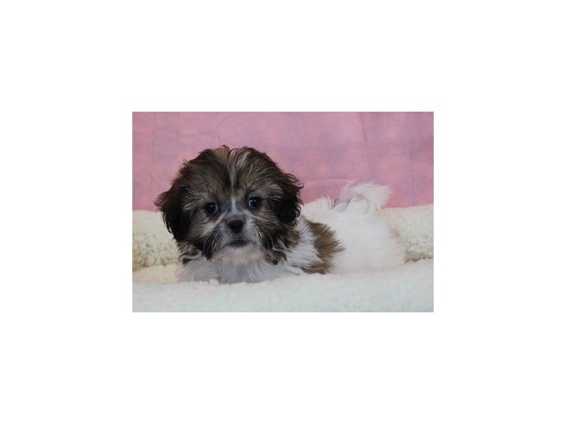 Shih Tzu/Bichon-DOG-Female-Brindle / White-1957842-My Next Puppy