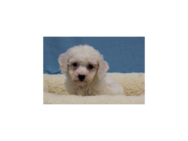 Bichon Frise-DOG-Male-White-1968989-My Next Puppy