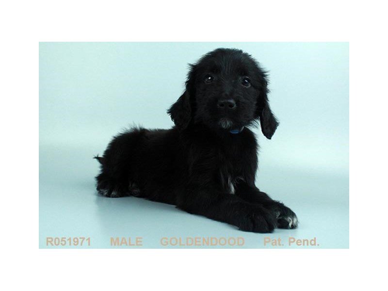 Goldendoodle-DOG-Male-BLK-1973382-My Next Puppy