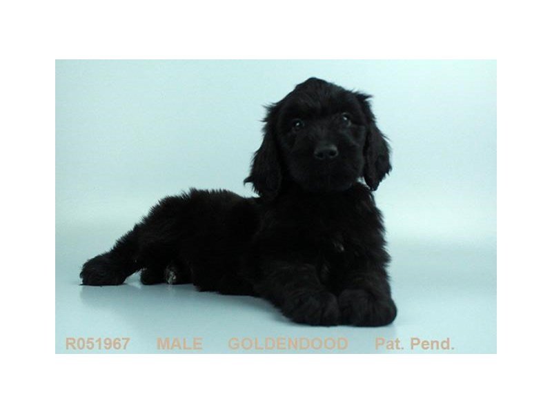 Goldendoodle-DOG-Male-BLK-1973383-My Next Puppy