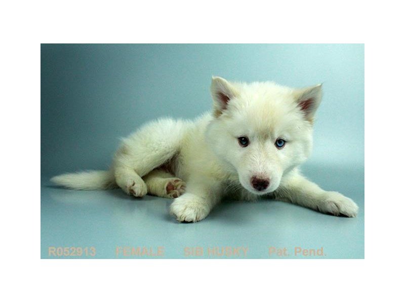 Siberian Husky-DOG-Female-WH-1977396-My Next Puppy