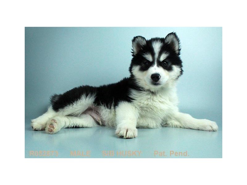 Siberian Husky-DOG-Male-BLK & WH-1977399-My Next Puppy