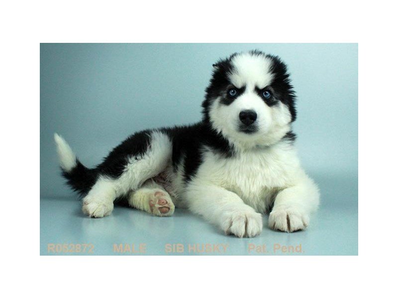 Siberian Husky-DOG-Male-BLK & WH-1977400-My Next Puppy