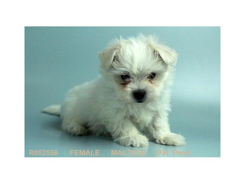 Maltese-DOG-Female-WH-1977401-My Next Puppy