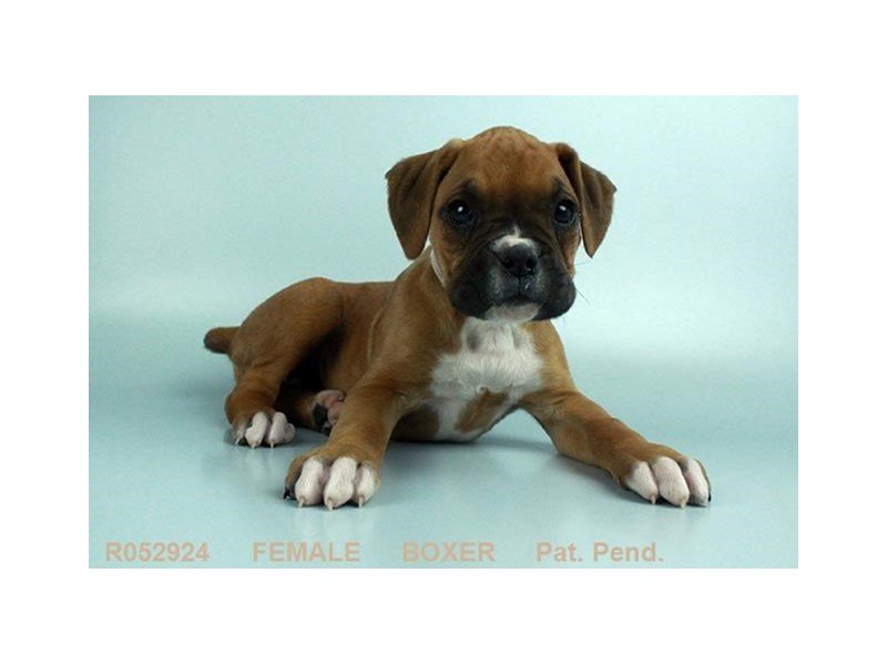 Boxer-DOG-Female-FN:WH MKGS-1977670-My Next Puppy