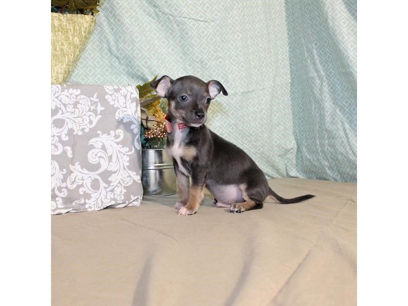 Chihuahua-DOG-Male-Blue / Tan-1978067-My Next Puppy