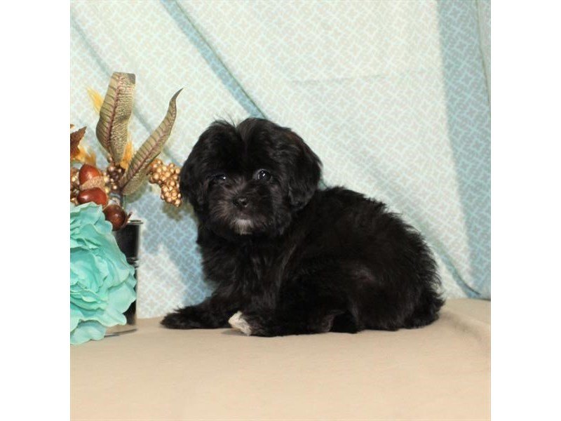Poodle/Shih Tzu-DOG-Female-Black Sable-1978099-My Next Puppy
