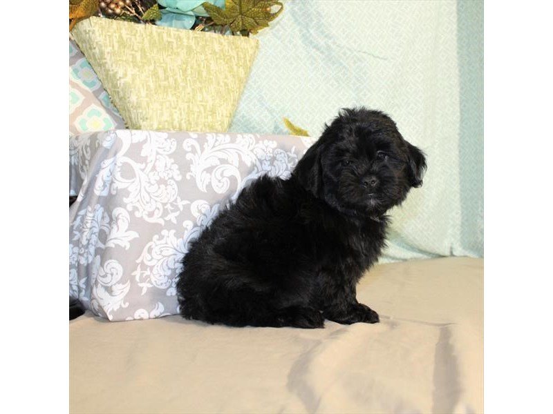 Poodle/Shih Tzu-DOG-Male-Black-1978100-My Next Puppy